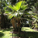 Loulu (Pritchardia palm)
