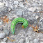 Lapara coniferarum larva