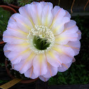 Easterlily cactus
