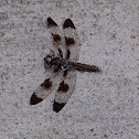 Common whitetail (female)