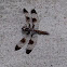 Common whitetail (female)