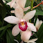 Orchid