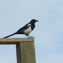 Black-billed Magpie