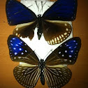 Crow butterflies