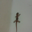 Lizard