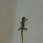 Lizard