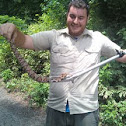 Northern Copperhead