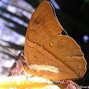 White-spotted Prepona