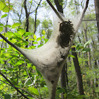 Tent Caterpillars