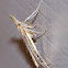 Moth