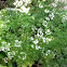 Rosemary