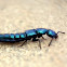 Rove Beetle
