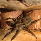 Spider