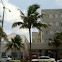 Queen Palm 
