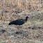 Red-naped Ibis