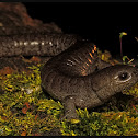 Small-mouthed Salamander