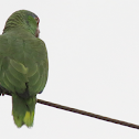 Mitred Parakeet