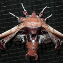 Beautiful Eutelia Moth