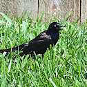 Common Grackle