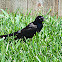 Common Grackle