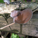 Judas ear fungus