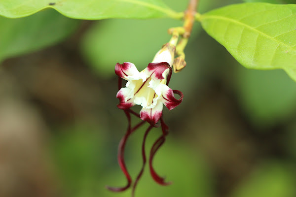 Twisted Cord Flower (Strophanthus caudatus)