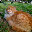 Feral Cat