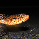 Florida Banded Water Snake