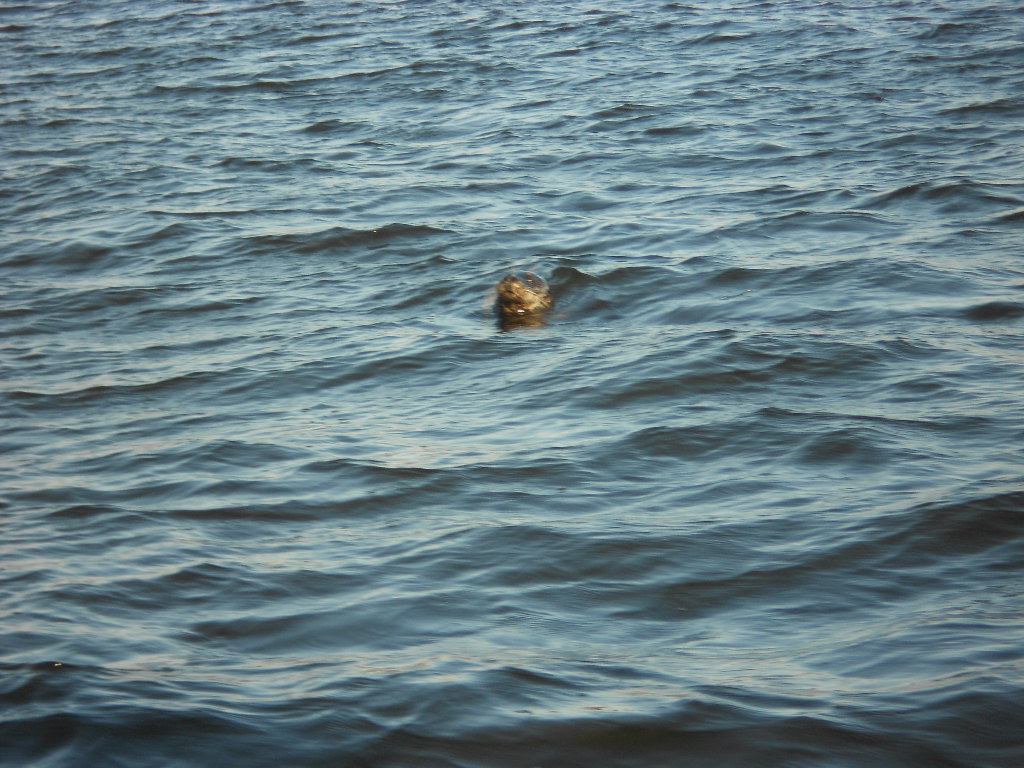harbour seal