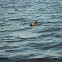 harbour seal