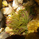 Snakelocks Anemone
