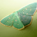 Red-dotted Emerald Moth