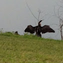 Anhinga
