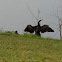 Anhinga