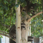 Raccoons