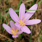 Autumn Crocus