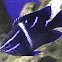 Blue Velvet Damselfish