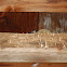 Barn Swallow