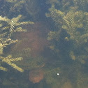 Florida Cooter