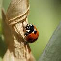 Seven-spotted Lady beetle