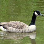 Canada Goose,Ganso-do-Canadá