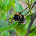 buff-tailed bumblebee