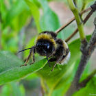 buff-tailed bumblebee