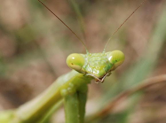 Spotting Image 1