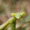 Carolina mantis