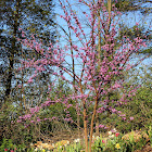 Red Bud tree