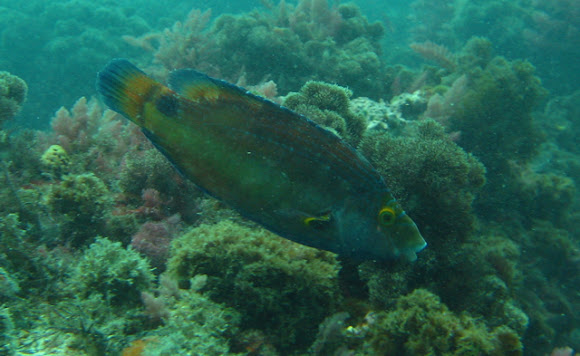 Spotting Image 1