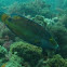 Ocellated wrasse
