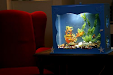 En Peces  Peceras Infantiles Completas