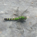 Eastern Pondhawk (Female)